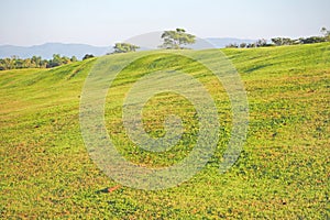 Green field plantation landscape background