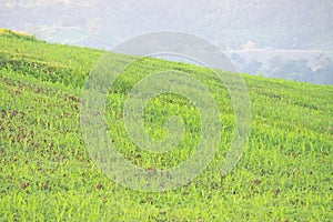 Green field plantation landscape background