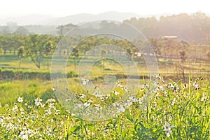 Green field plantation in nature