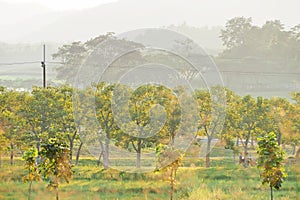 Green field plantation in nature