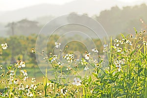 Green field plantation in nature