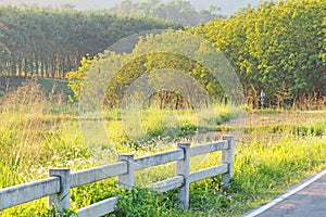 Green field plantation in nature