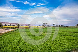 Green field and plantation with palms, Egipt