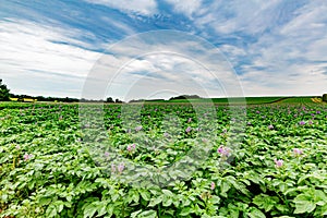 Green field with a potato crop with its small purple flowers