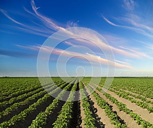 Green field of potato crops