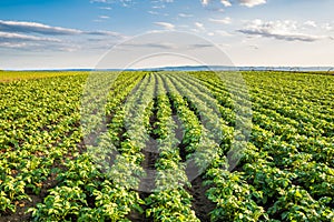 Green field of potato crops in a row