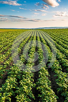 Green field of potato crops in a row.