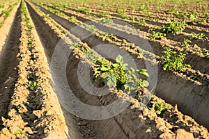 Green field of potato crops in a row