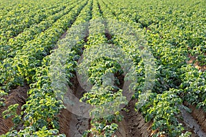 Green field of potato crops in a row. Food industry