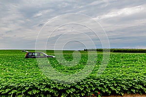 Green field with a potato harvest with a car with an open back door among the plants
