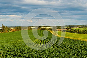 Green field of potatoes