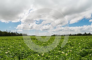 Green field of potatoes