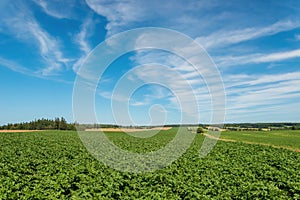 Green field of potatoes