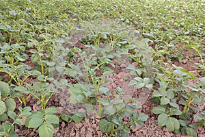 Green field of potatoes in row. Farm field in agriculture season.