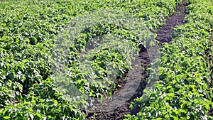 Green field of potatoes in a row. Potato plantations, solanum tuberosum.