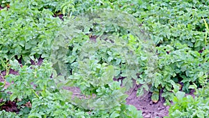 Green field of potatoes in a row. Potato plantations, solanum tuberosum.