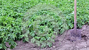 Green field of potatoes in a row. Potato plantations, solanum tuberosum.