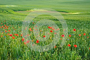 Green field with red flowers