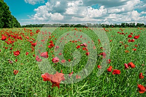 Green field with red poppy flowers and blue sky in summertime. Blooming poppy on the meadow