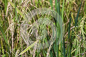 Green field with rice stalks in Ubud, island Bali, Indonesia