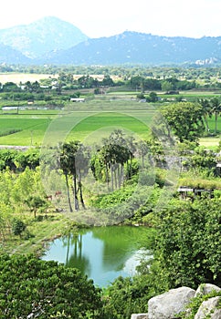 Green field of rice, trees and hills landscape