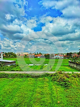 The green field rices