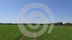 Green field of rising winter wheat. Black crows on an agricultural field.