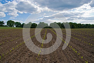 Green field rows of jung plants