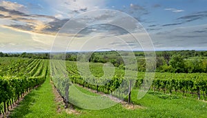 green field with rows of vines for harvesting Ripe grapes for the production of fine wines