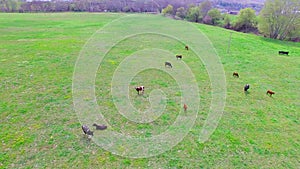 Green Field With Several Cows Grazing