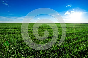 green field and sky