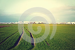 Green field and sky.