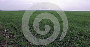 Green field with small wheats stems and blue sky in background.