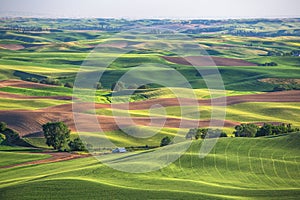 Green field and soil hills in Palouse