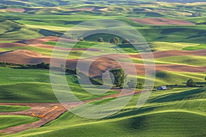 Green field and soil hills in Palouse