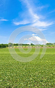 Green field of soybeans and sky. Vertical photo