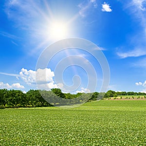 Green field of soybeans and sun on the blue sky