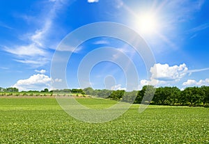 Green field of soybeans and sun on blue sky