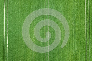 Green field spring season. Aerial view. Wheat.