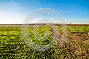 Green field of sprouting wheat.