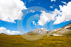 Green field in summer of the mountains