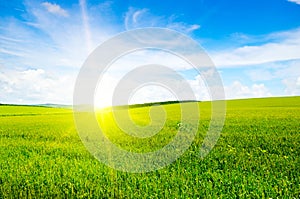 Green field, sun and blue sky