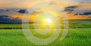 Green field, sun and blue sky. Wide photo