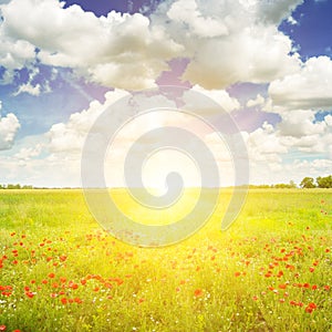 Green field and sunrise on blue sky