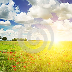 Green field and sunrise on blue sky