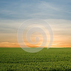 Green field sunset