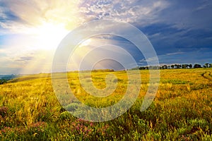 Green field at sunset