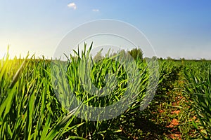 Green field on sunset under blue sky