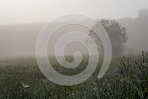 Green field with tall grass in the early morning with drops of dew and fog