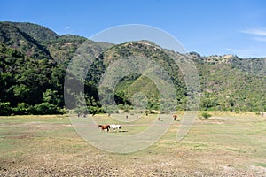 In the green field there are many horses. photo